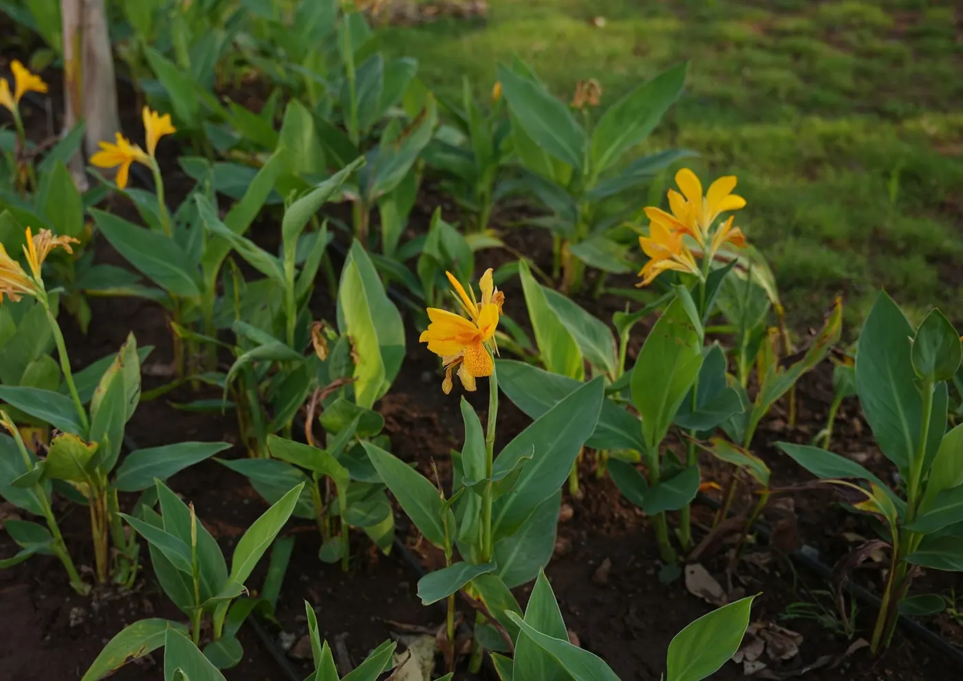 Bed of yellow canna lilies