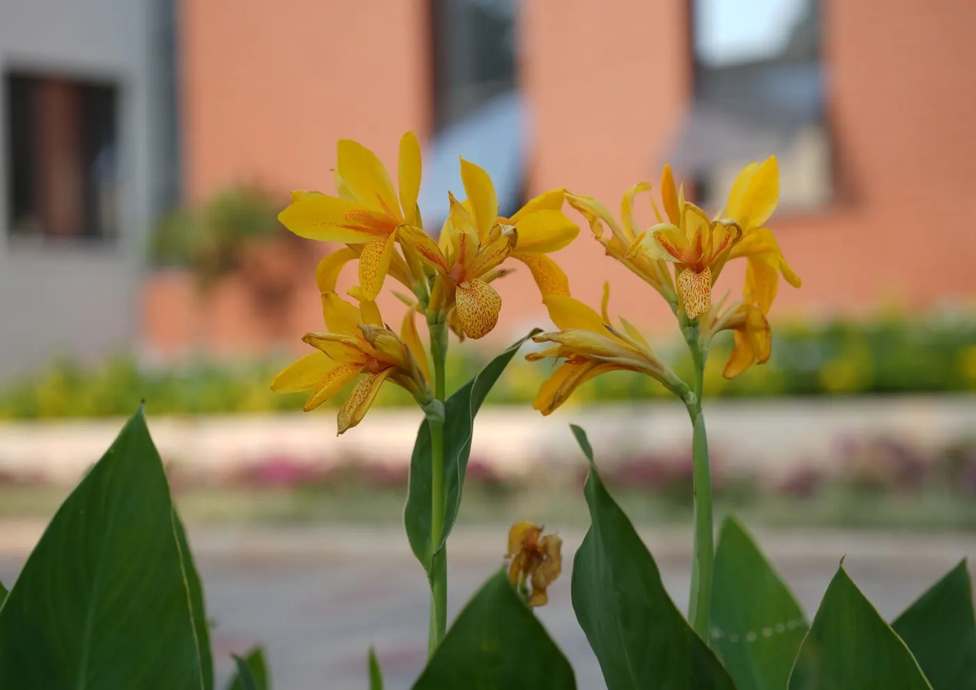 Yellow canna lilies in front of the building