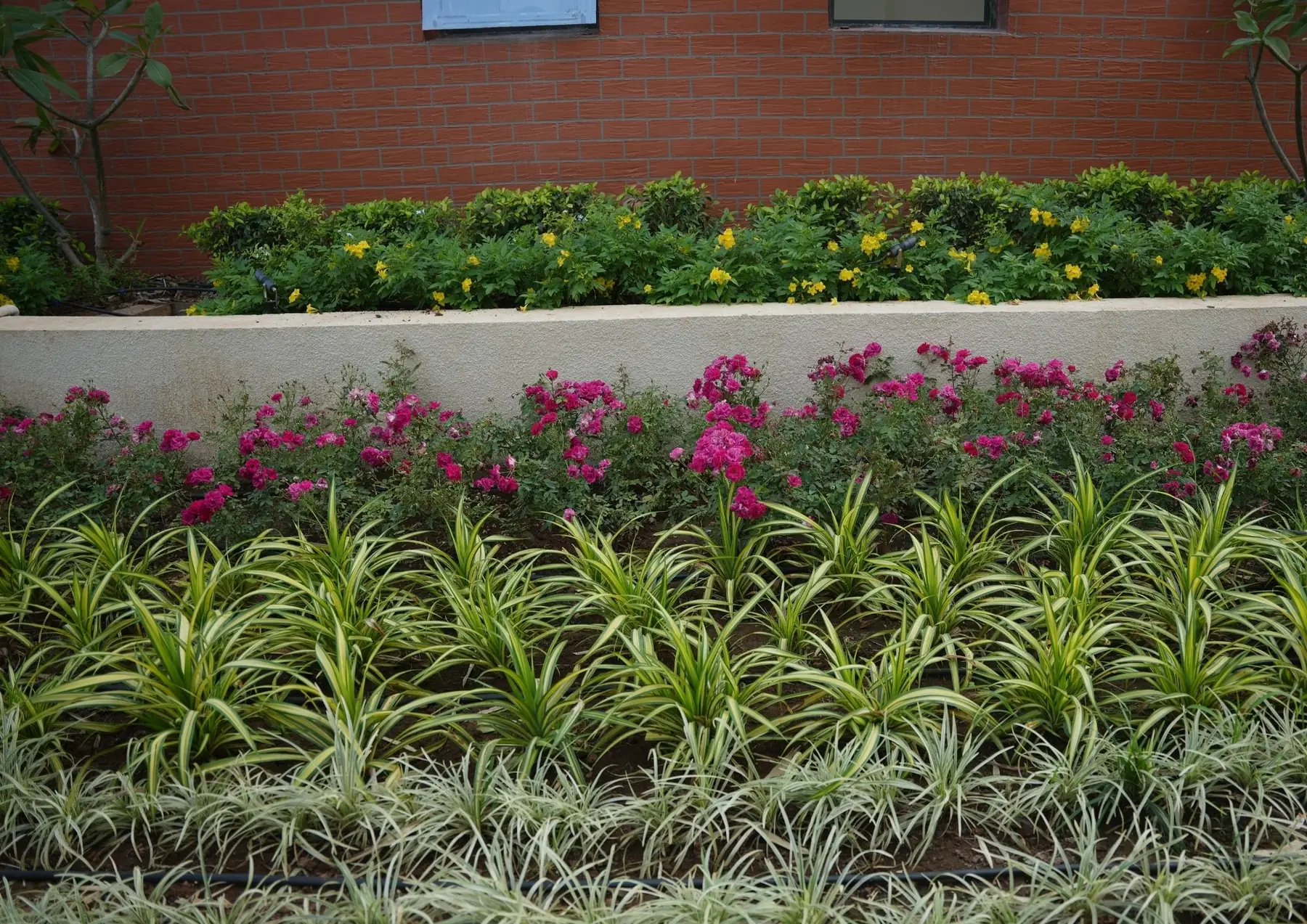 Terraced beds of pink flowers and spider plants beside the dome