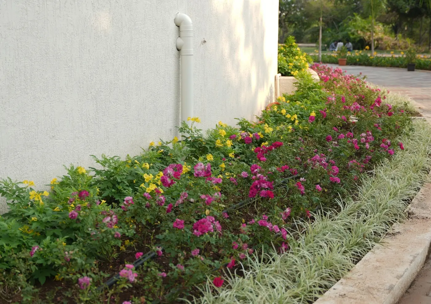 Flower bed of pink and yellow blooms along the white wall
