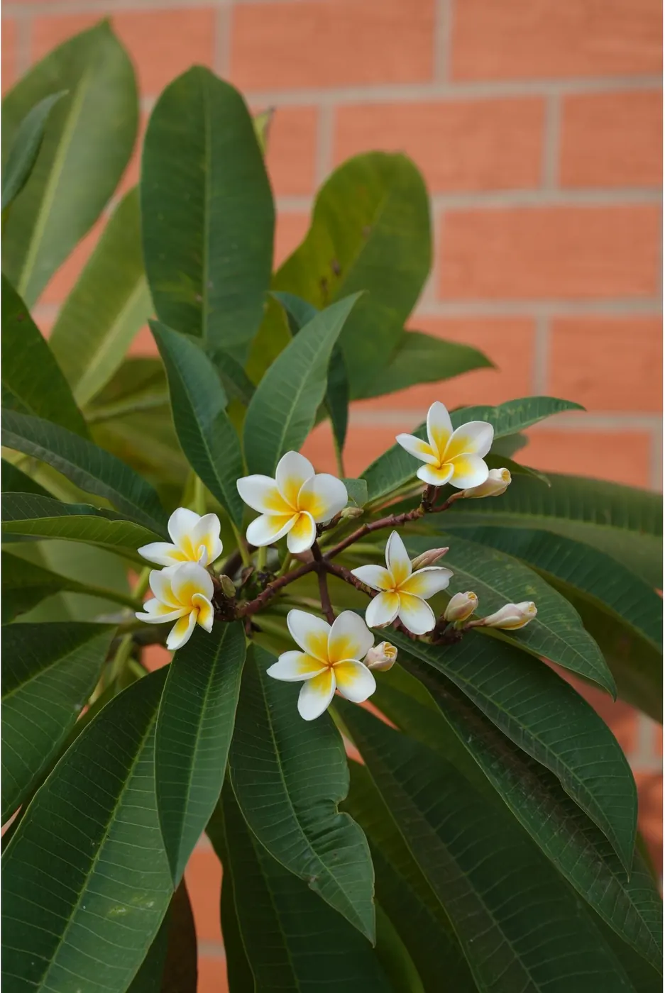 White frangipani flowers against the brick wall