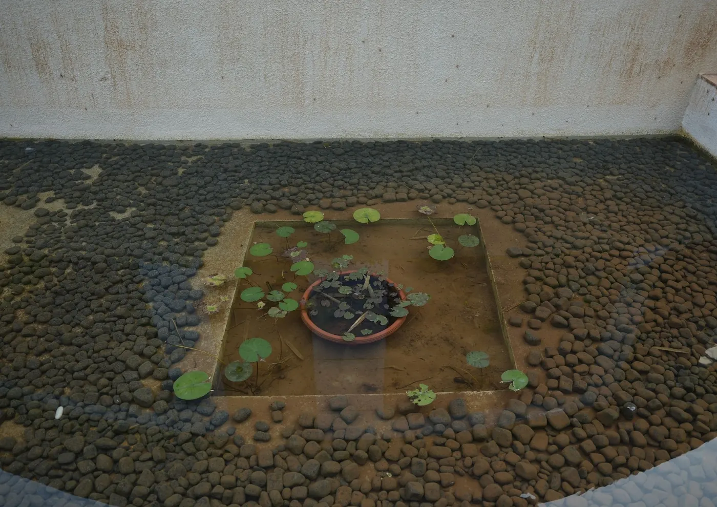 Lotus pond with river stones