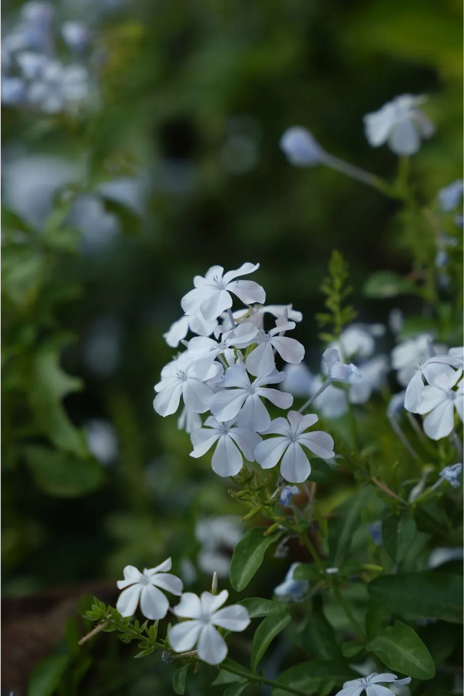 White plumbago flowers