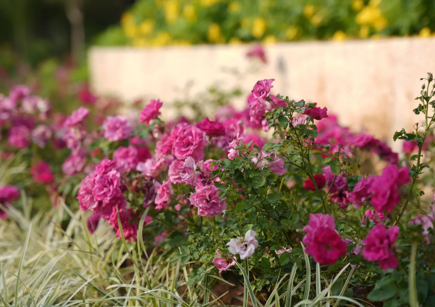 Pink roses along a raised bed