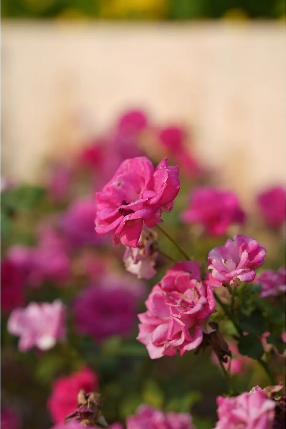Close-up of pink roses