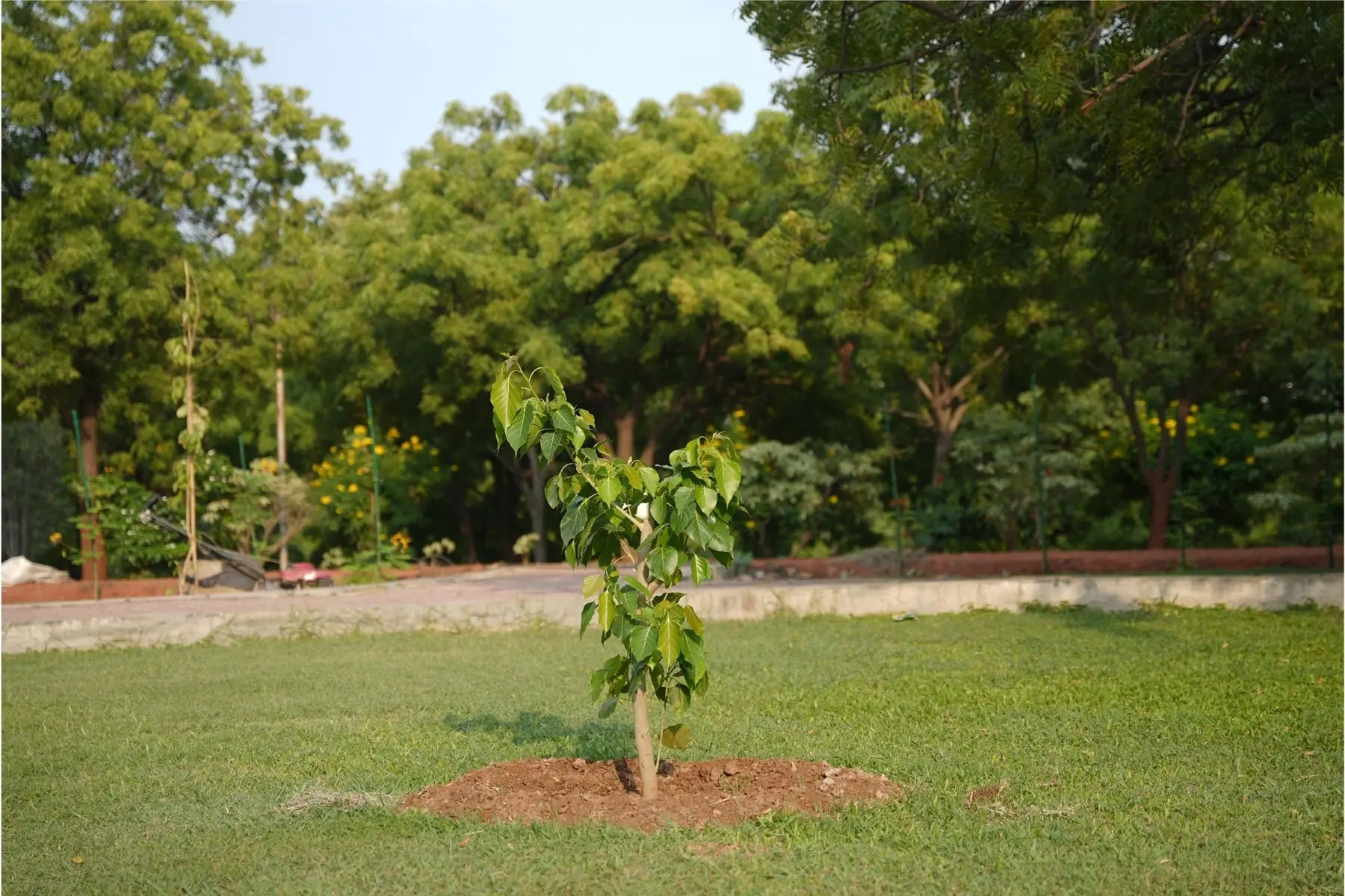 A young tree planted in the lawn, with older trees behind