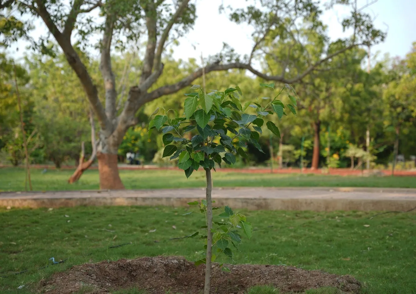 A young tree in the lawn beneath a large old tree