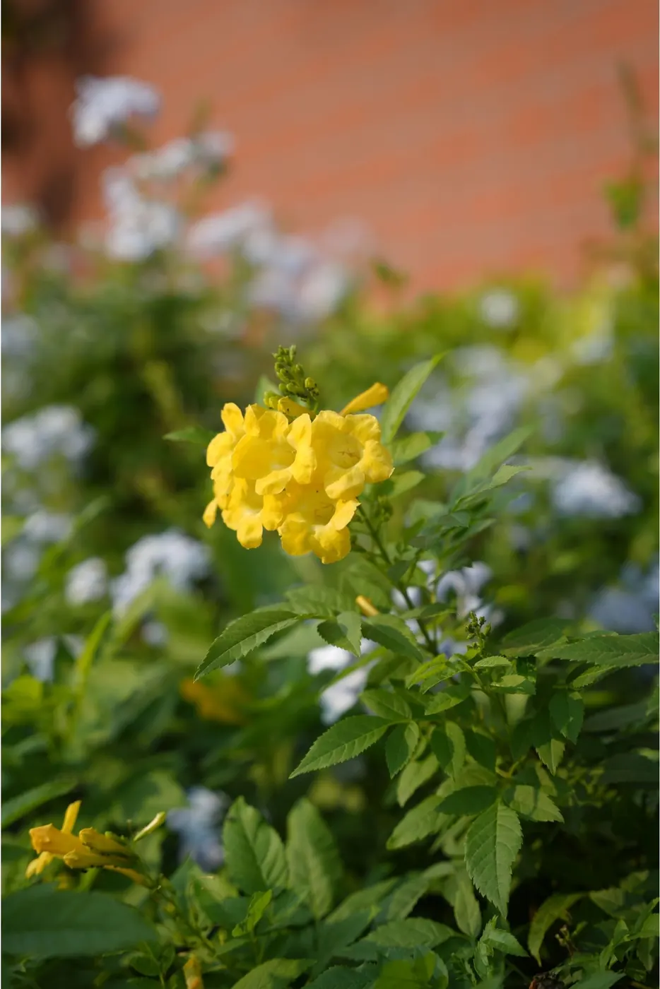 Yellow tecoma flowers among plumbago