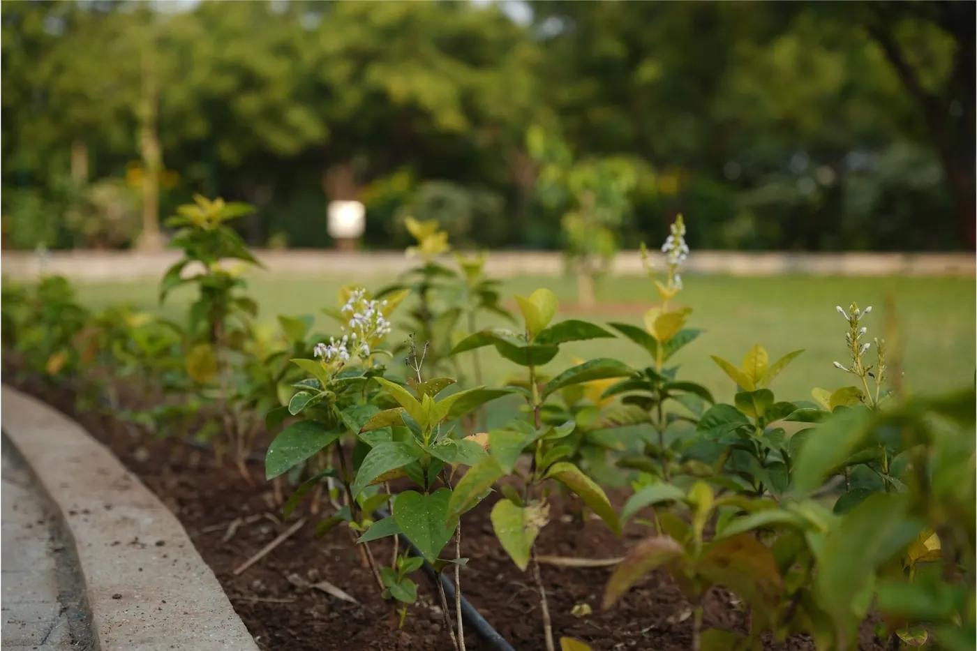 Young flowering shrubs along the edge of the lawn